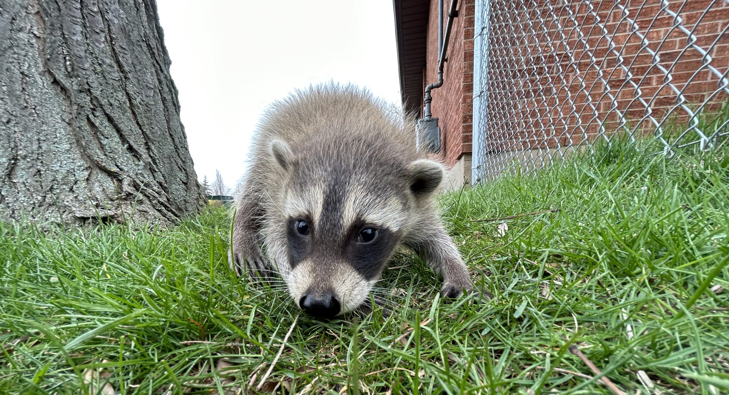 Raccoon Removal Ottawa