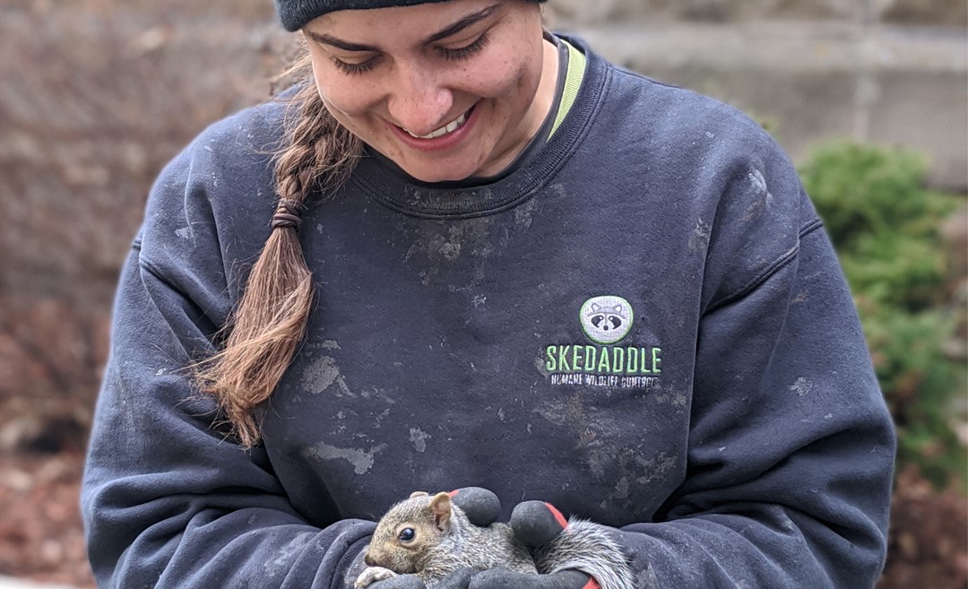 Skedaddle Wildlife Technician Rescues Baby Squirrel (5)