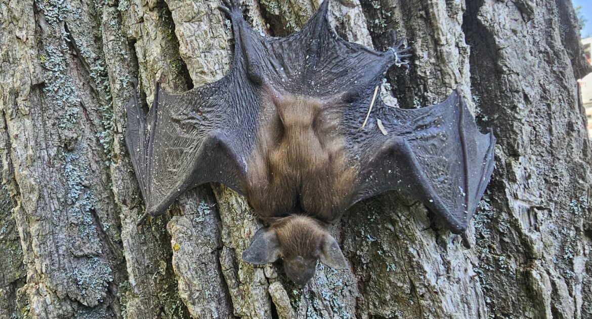 Bat Removal Smyrna