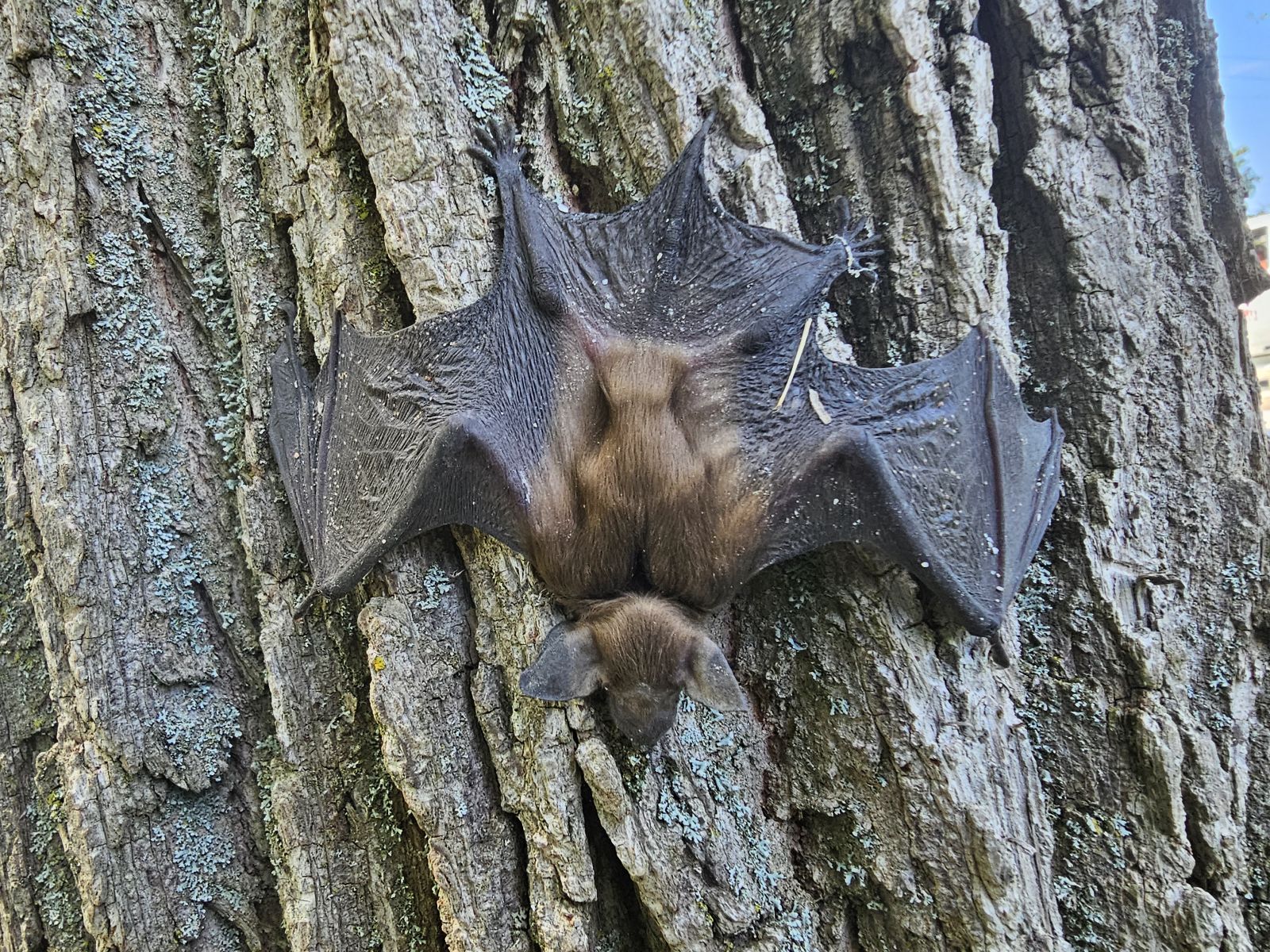 Bat Removal Smyrna