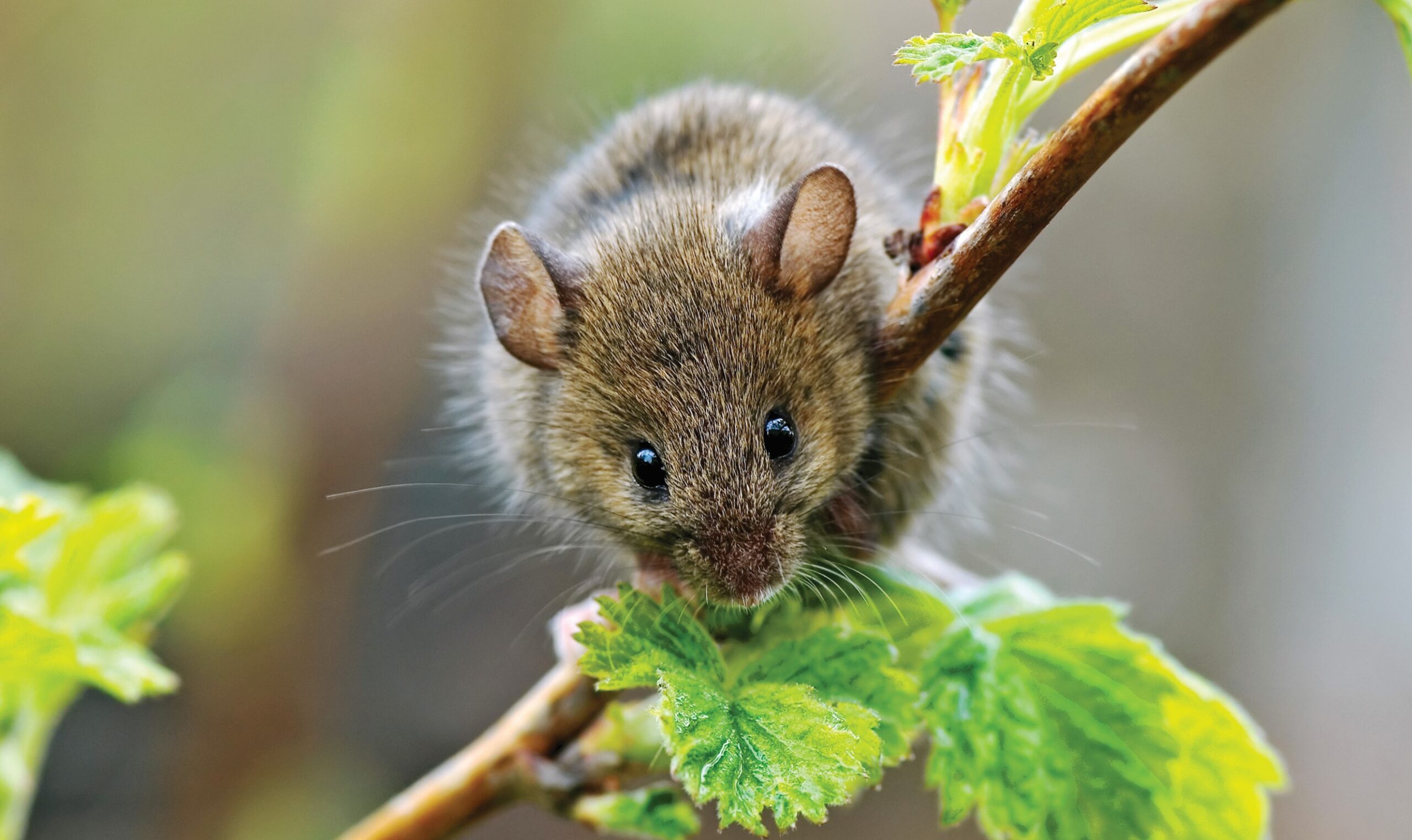 Mice Removal Toronto