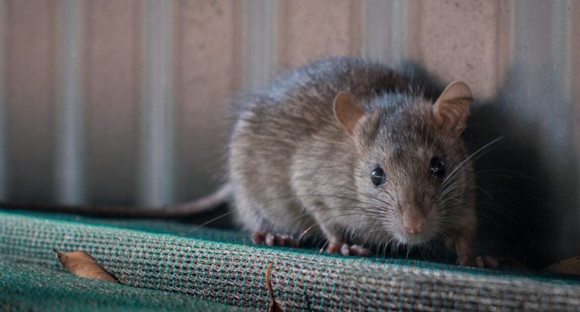 Rat Removal Toronto