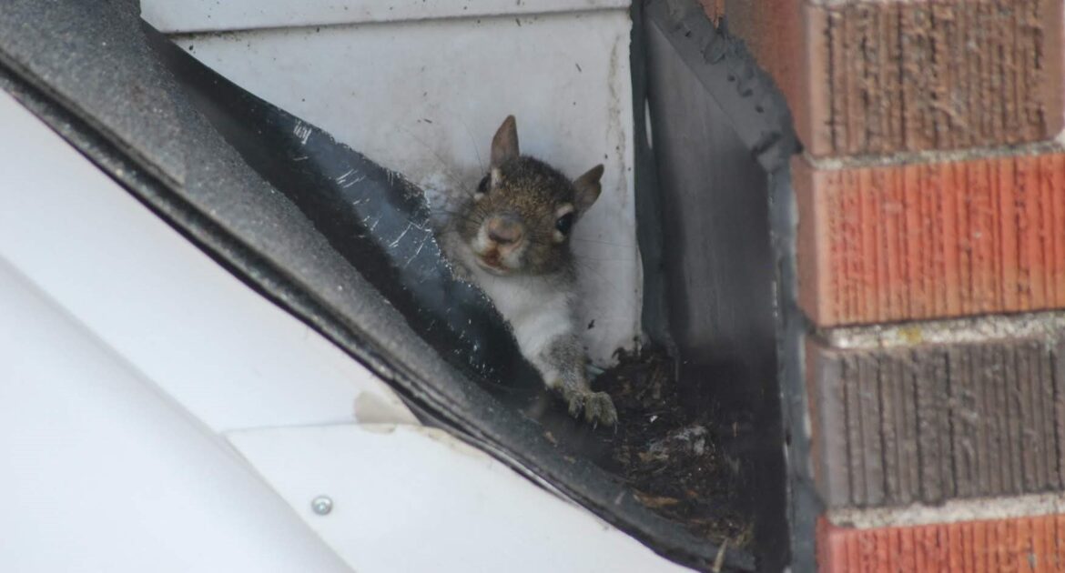 Squirrel Removal Toronto