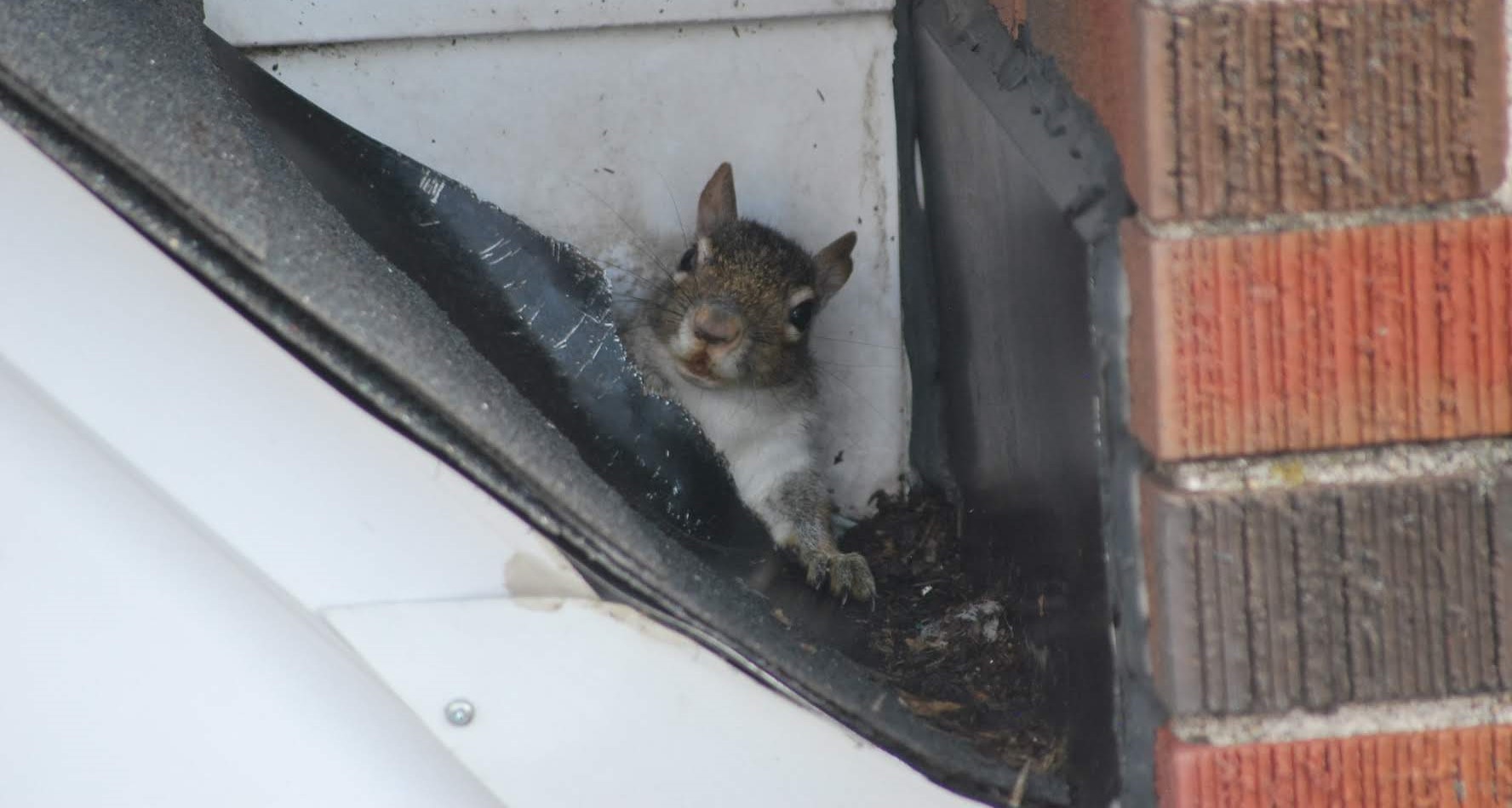 Squirrel Removal Toronto