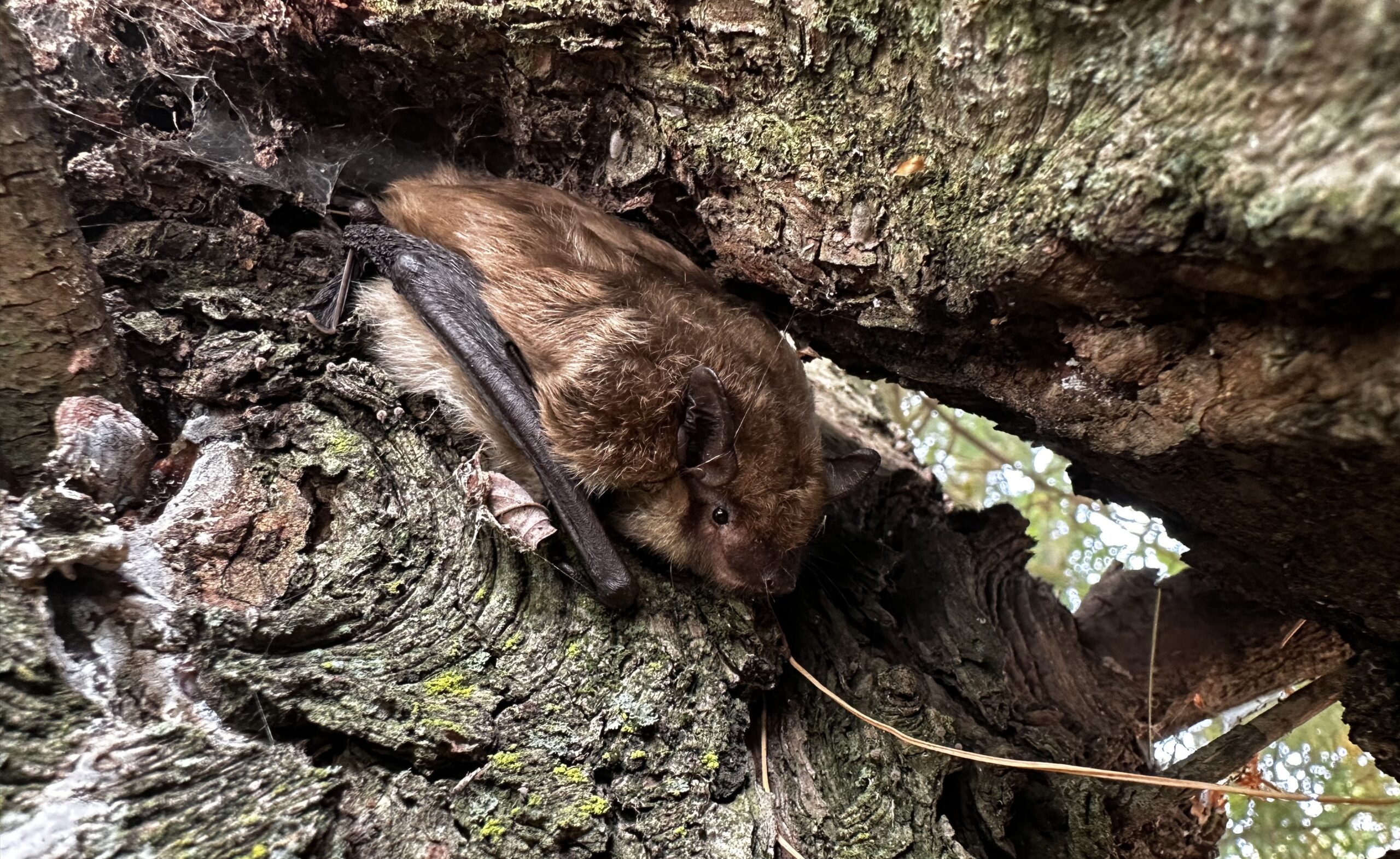 Bat Removal Toronto