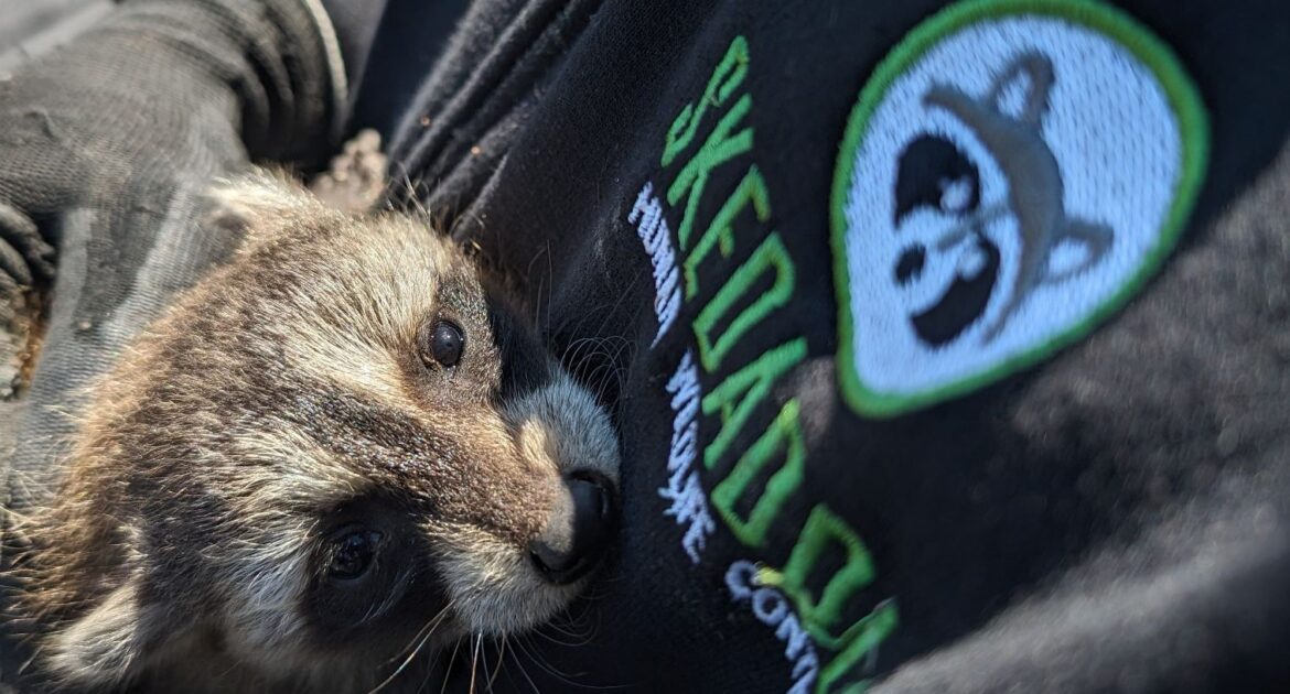 Raccoon Removal Waterloo