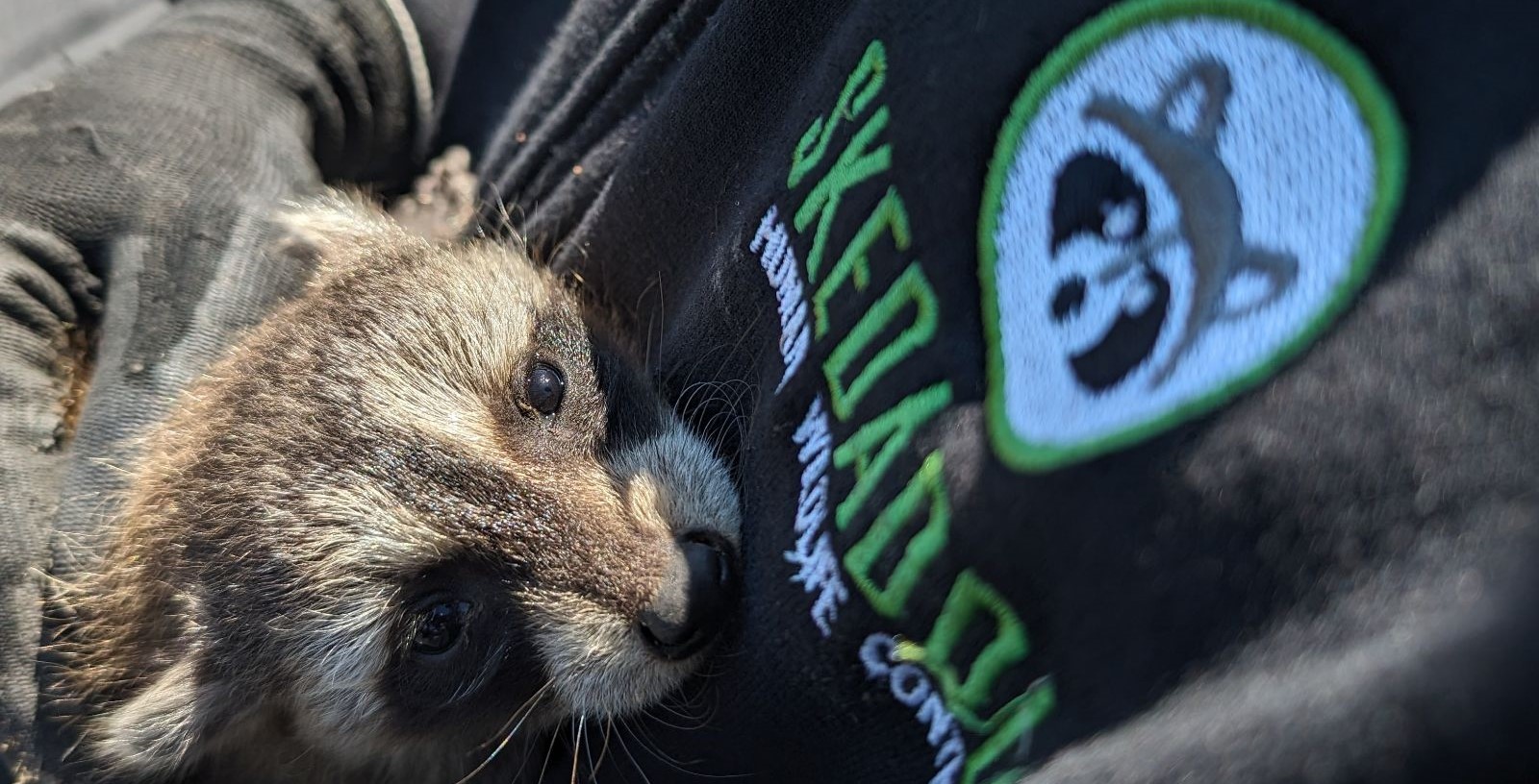 Raccoon Removal Waterloo