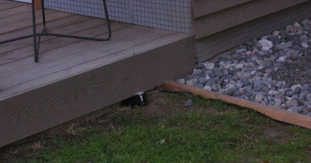 Skunk Removal Waterloo