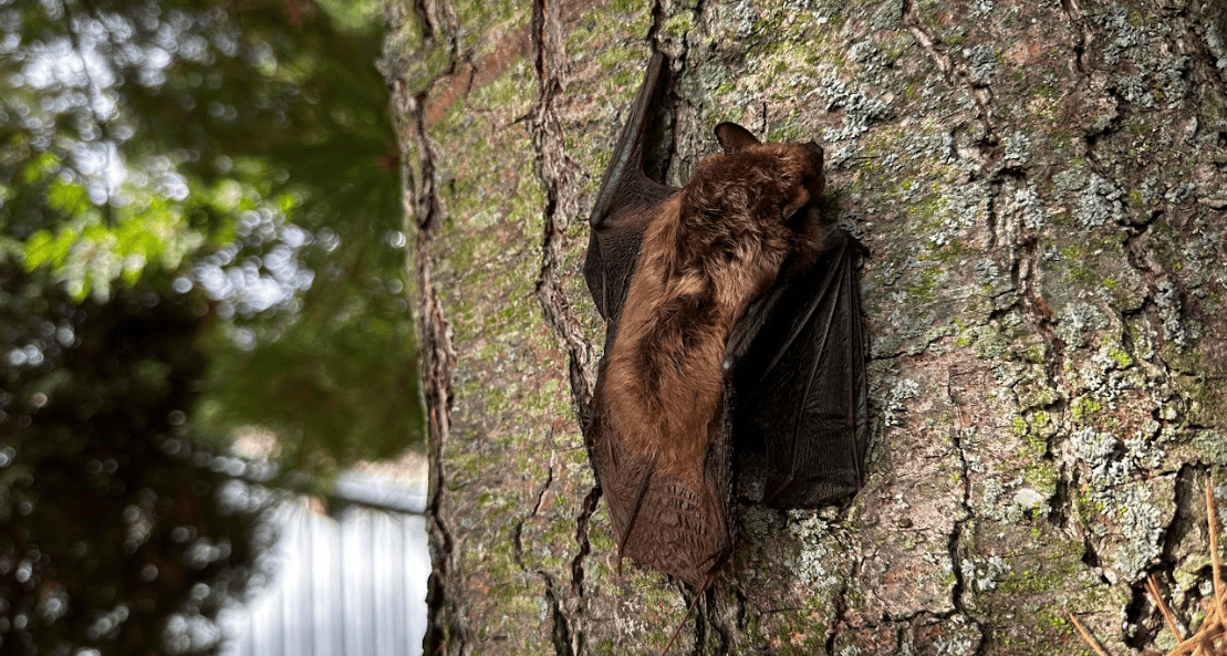 Baltimore Bat Removal