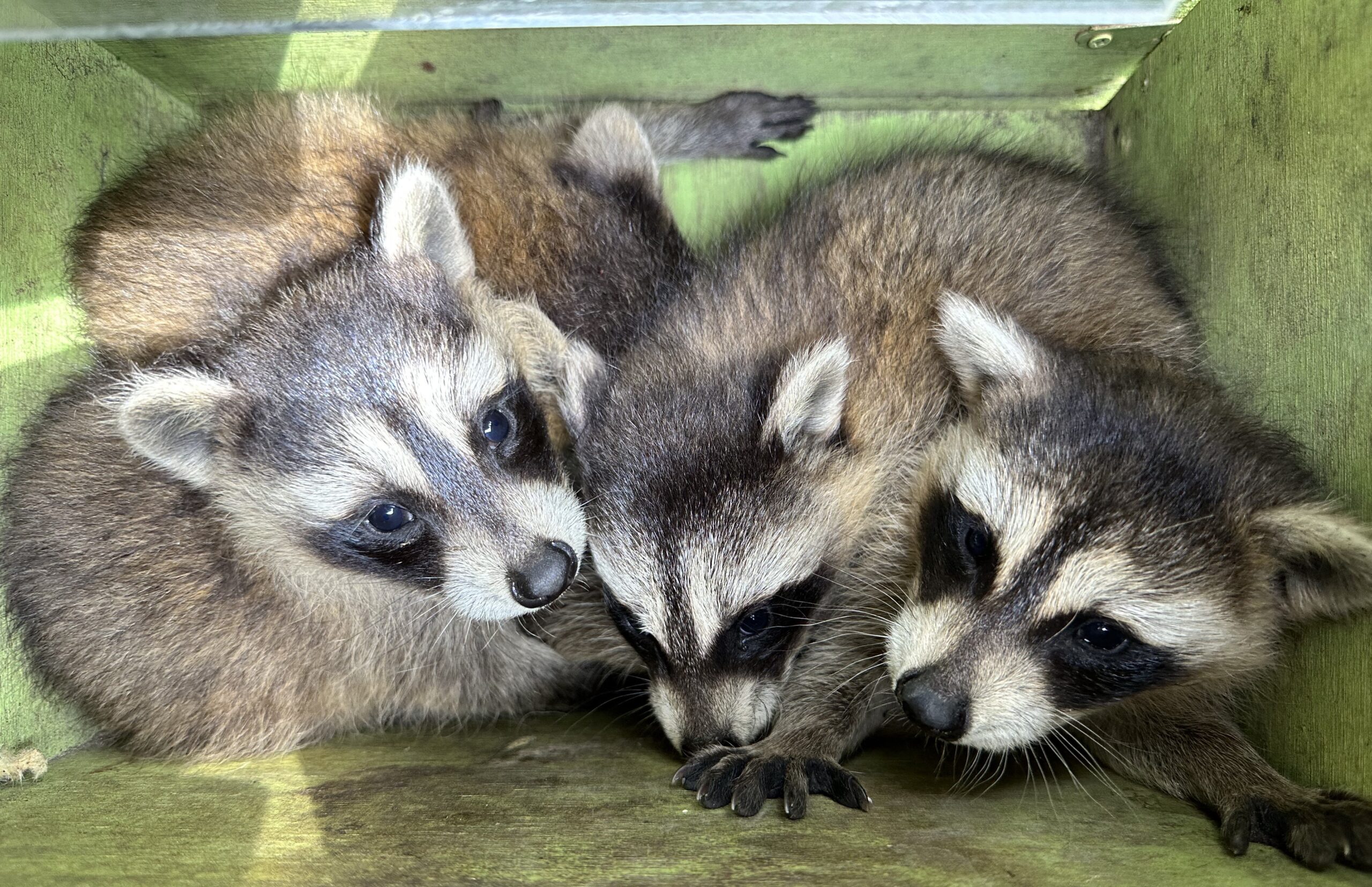 raccoon skedaddle humane wildlife control babies baby box removal April 2023 (1) (3)