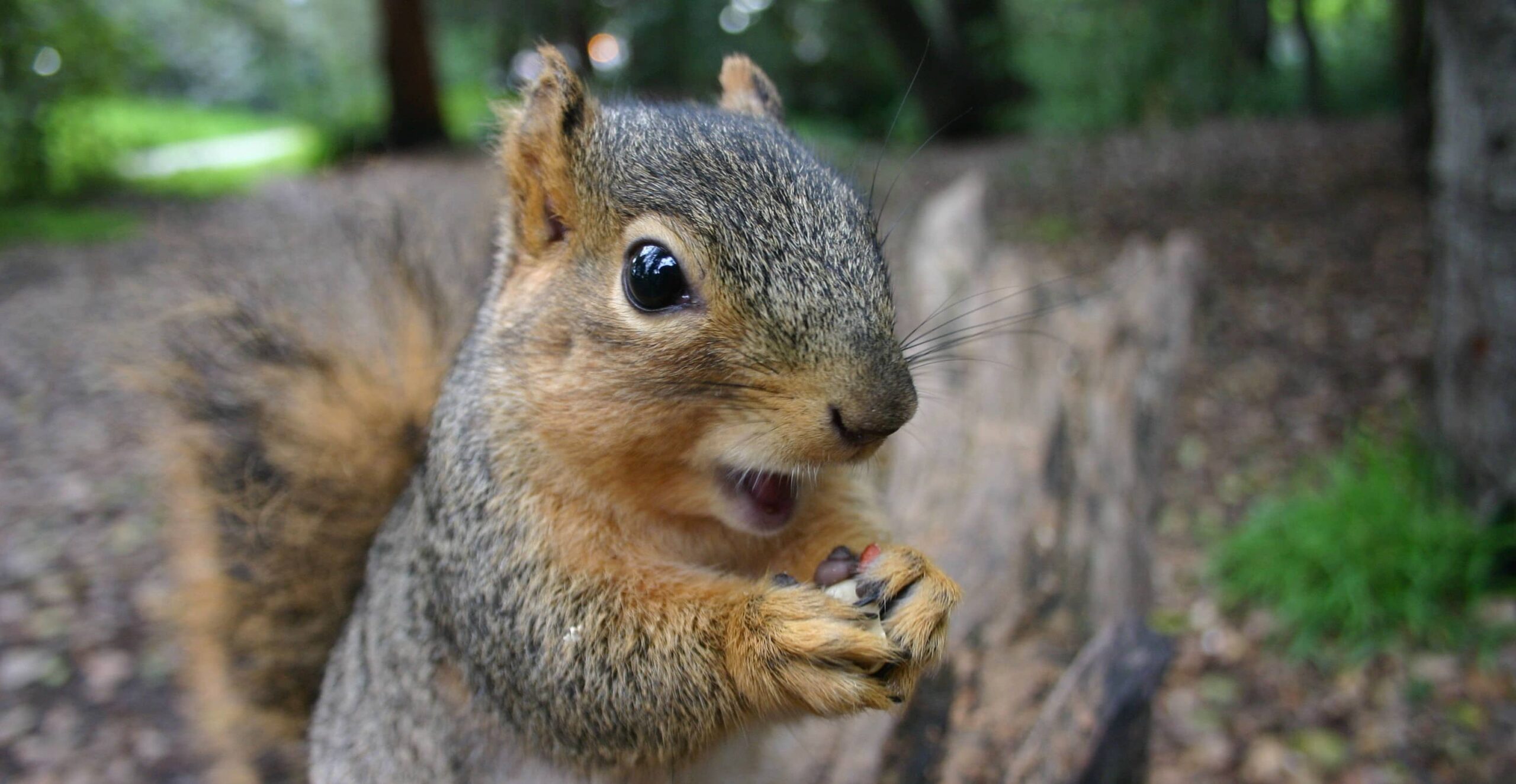 Baltimore Squirrel Removal