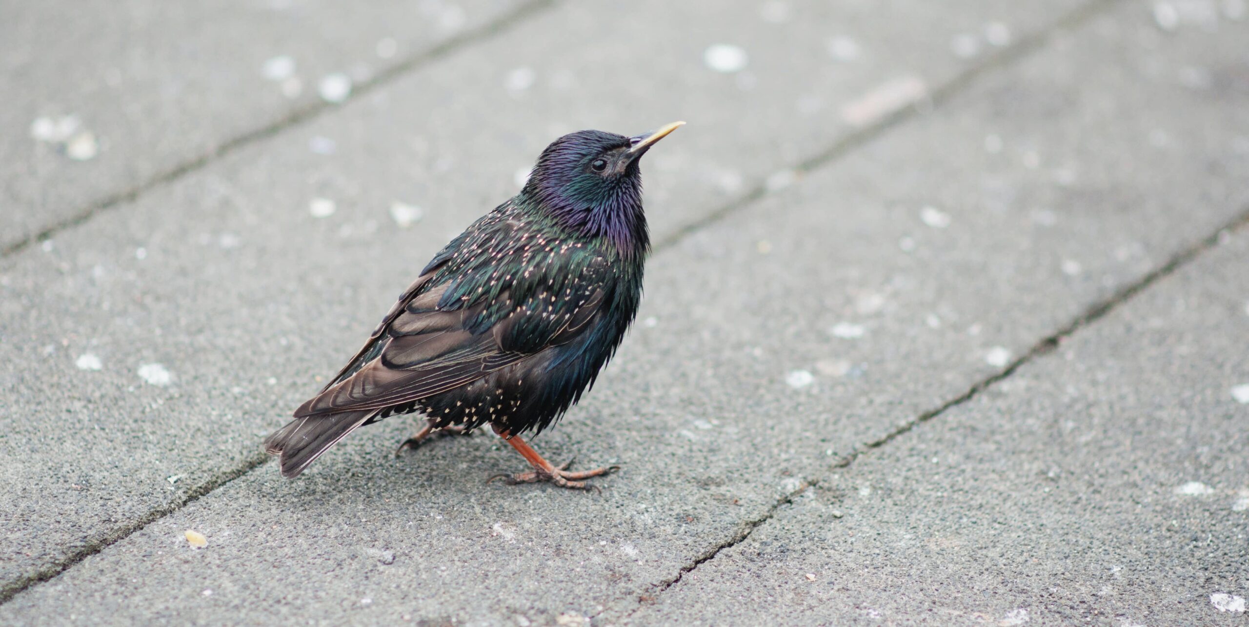 Baltimore Bird Removal