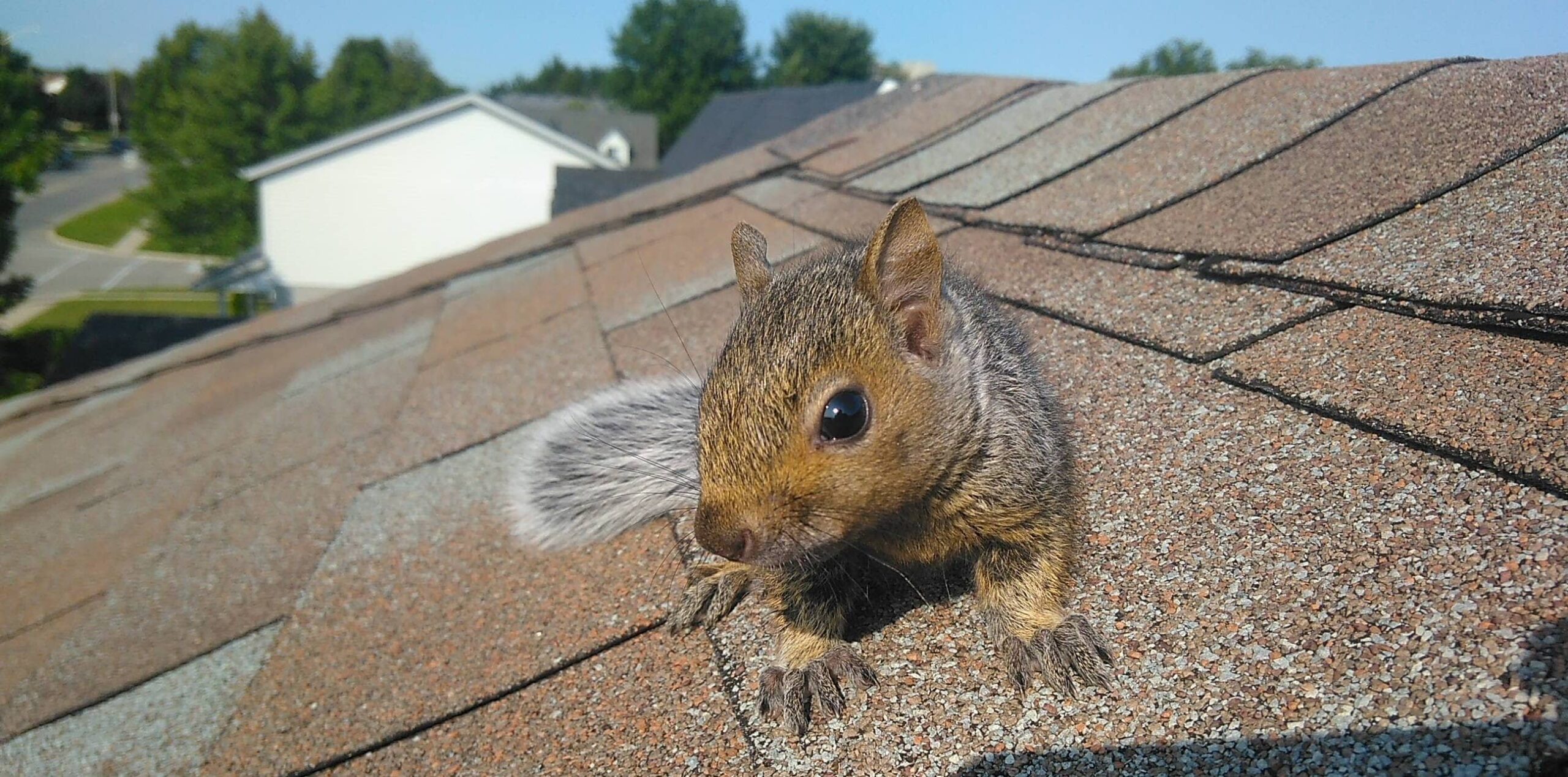 Baltimore Squirrel Removal