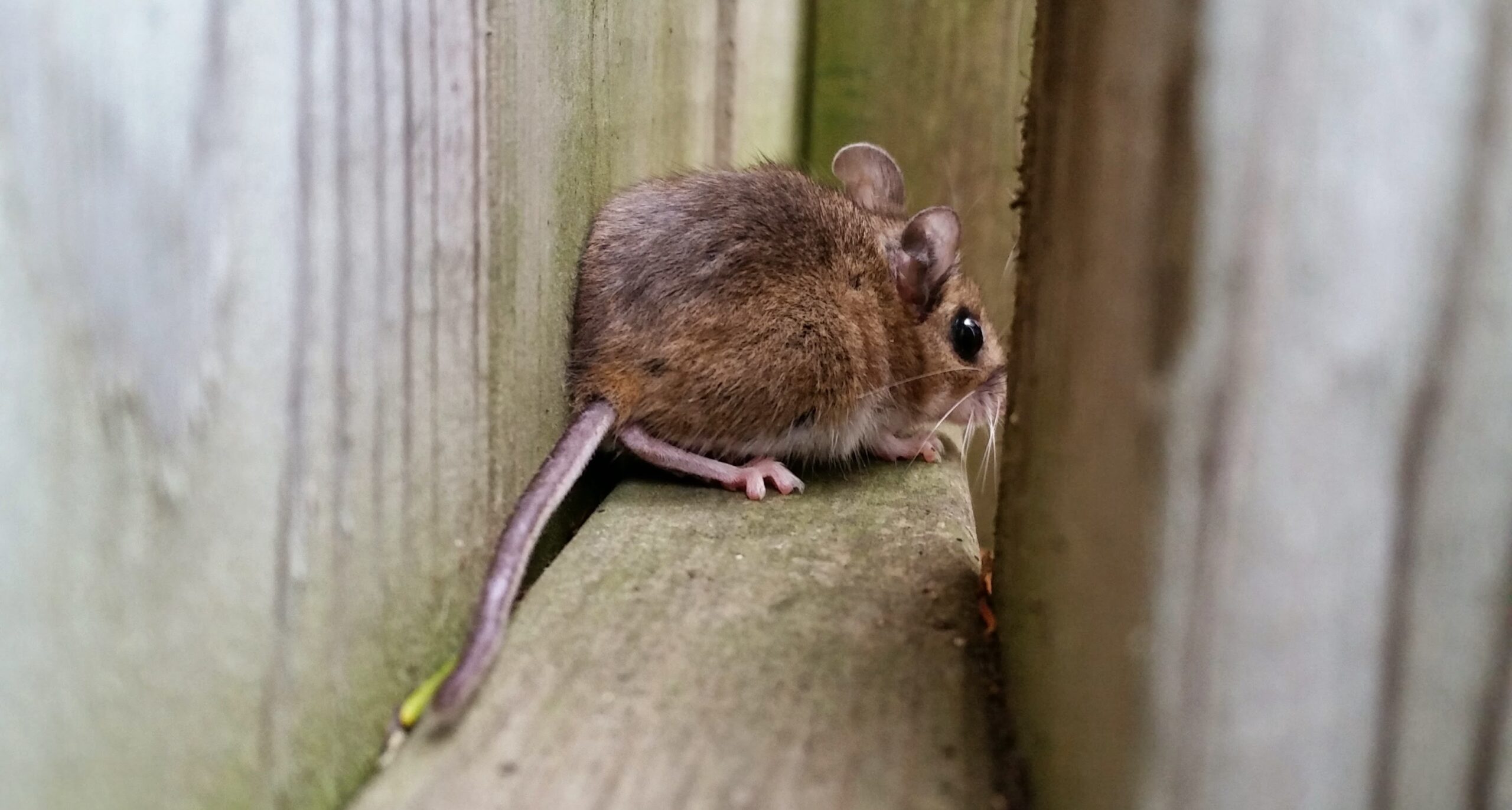 Rodent Removal Atlanta