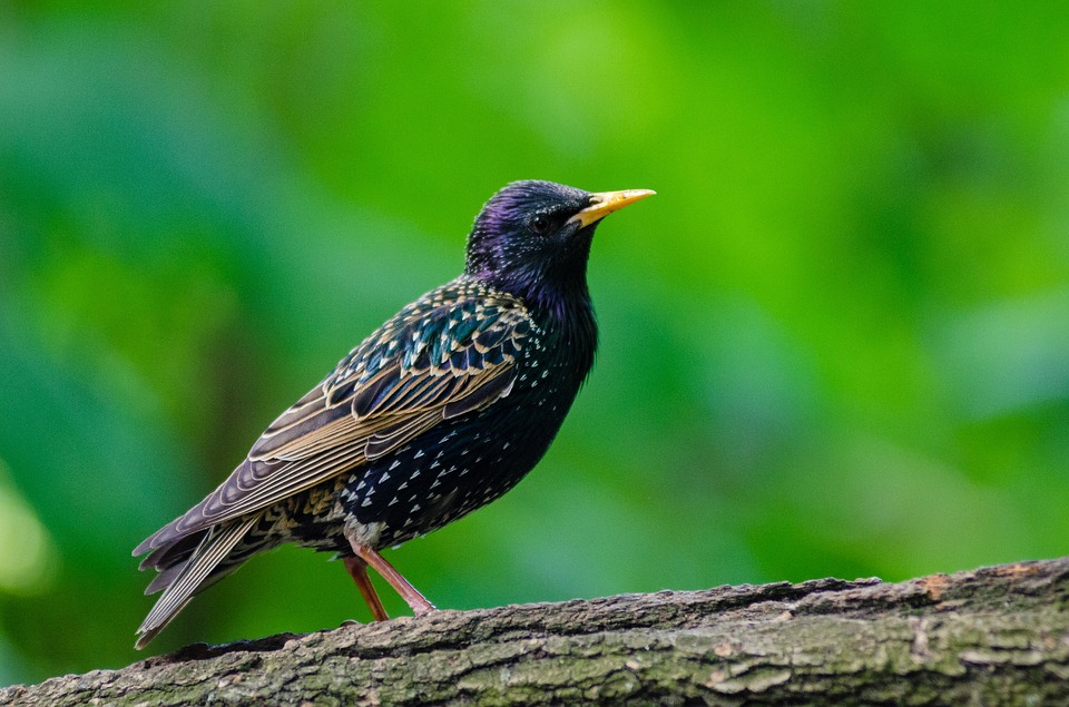 Copy of Bird Starling