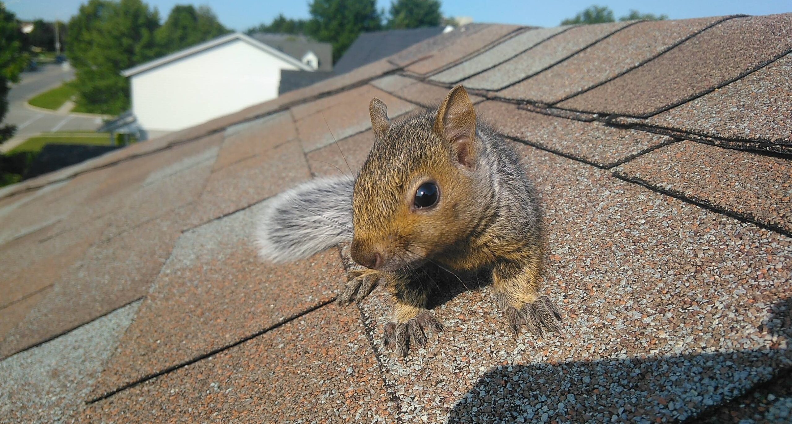 Squirrel Removal Coquitlam