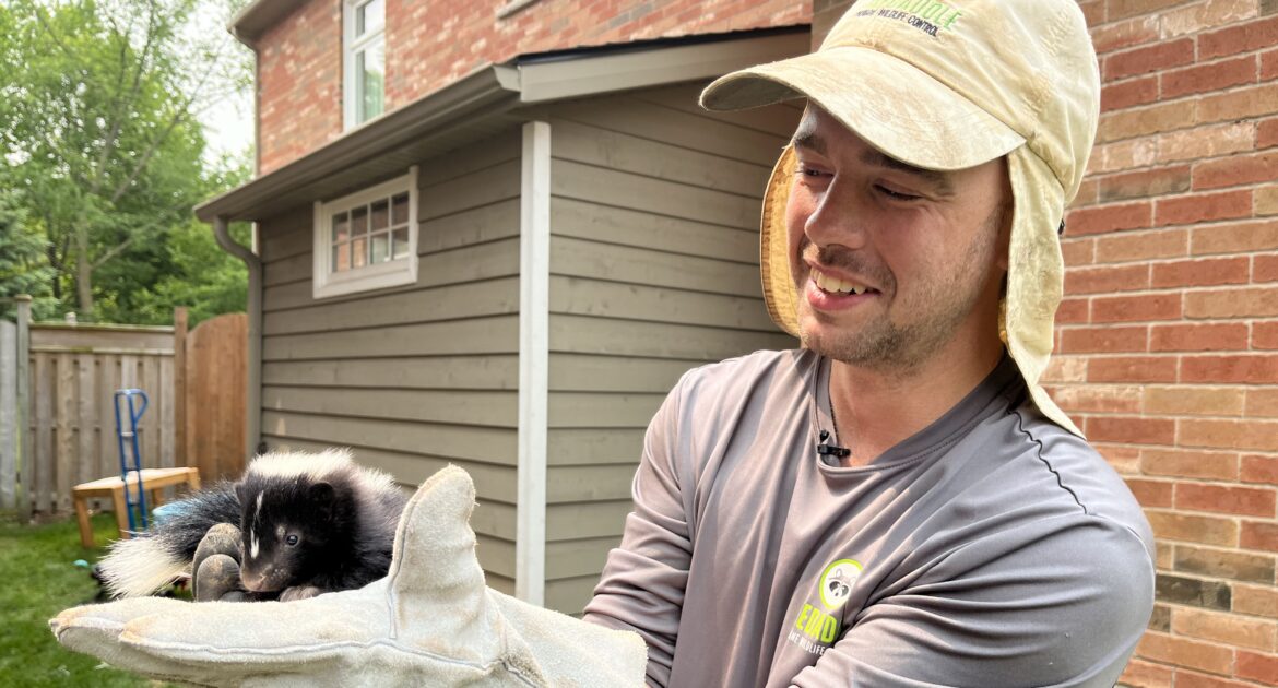 Skunk Removal Bethesda