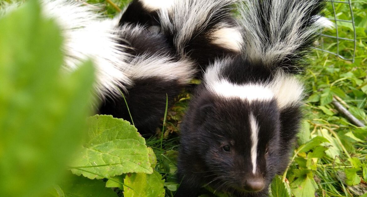 Skunk Removal Marietta