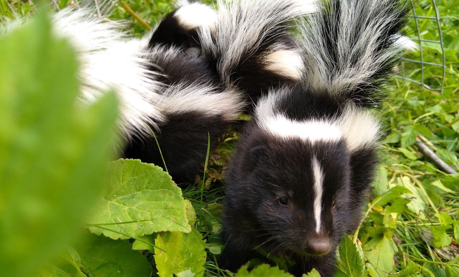 Skunk Removal Marietta