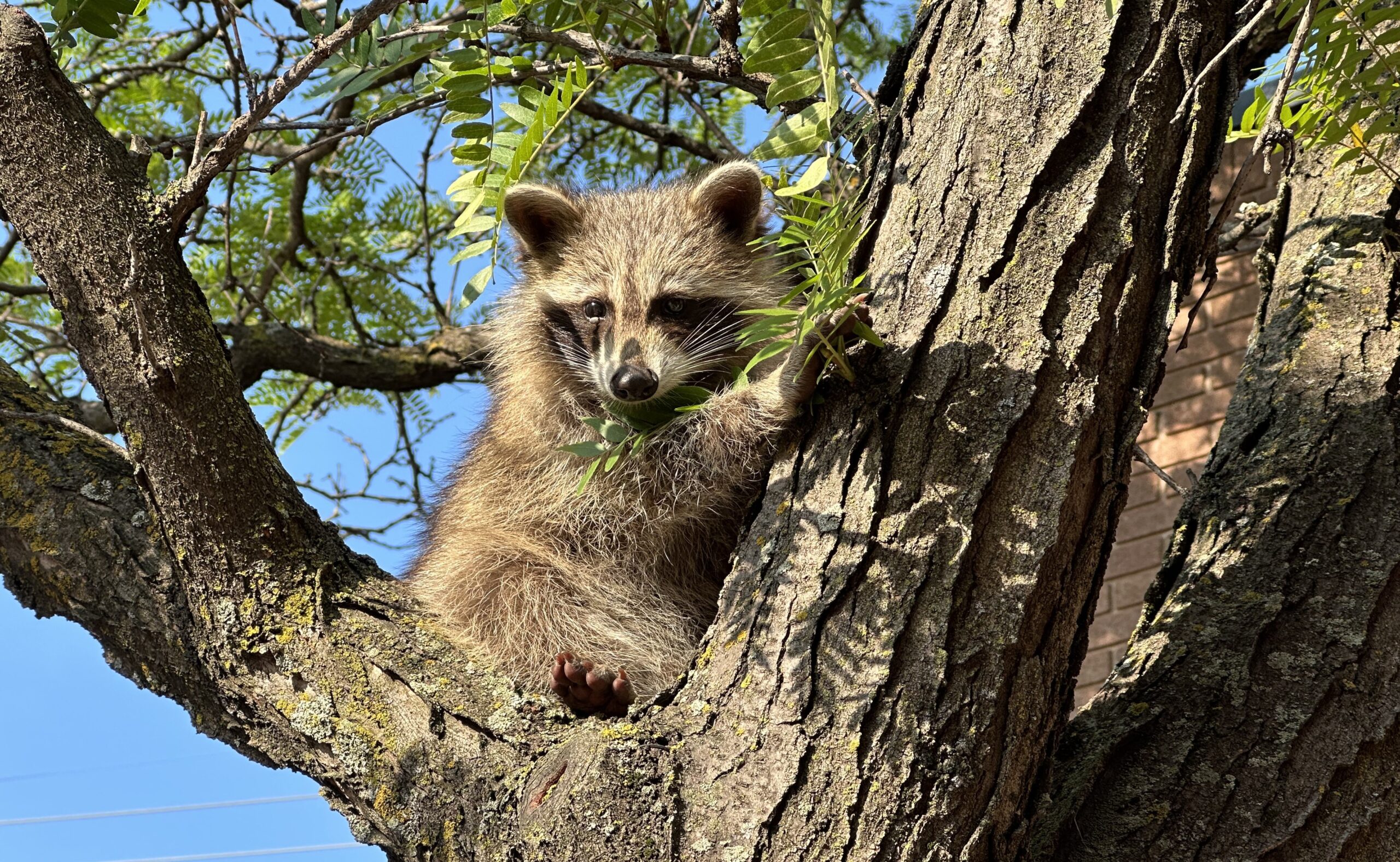 Do Raccoons Nest In Trees? | Skedaddle Hamilton