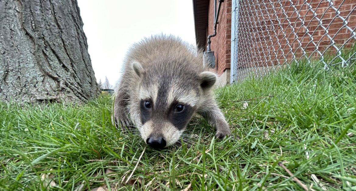 Raccoon Removal Howard County