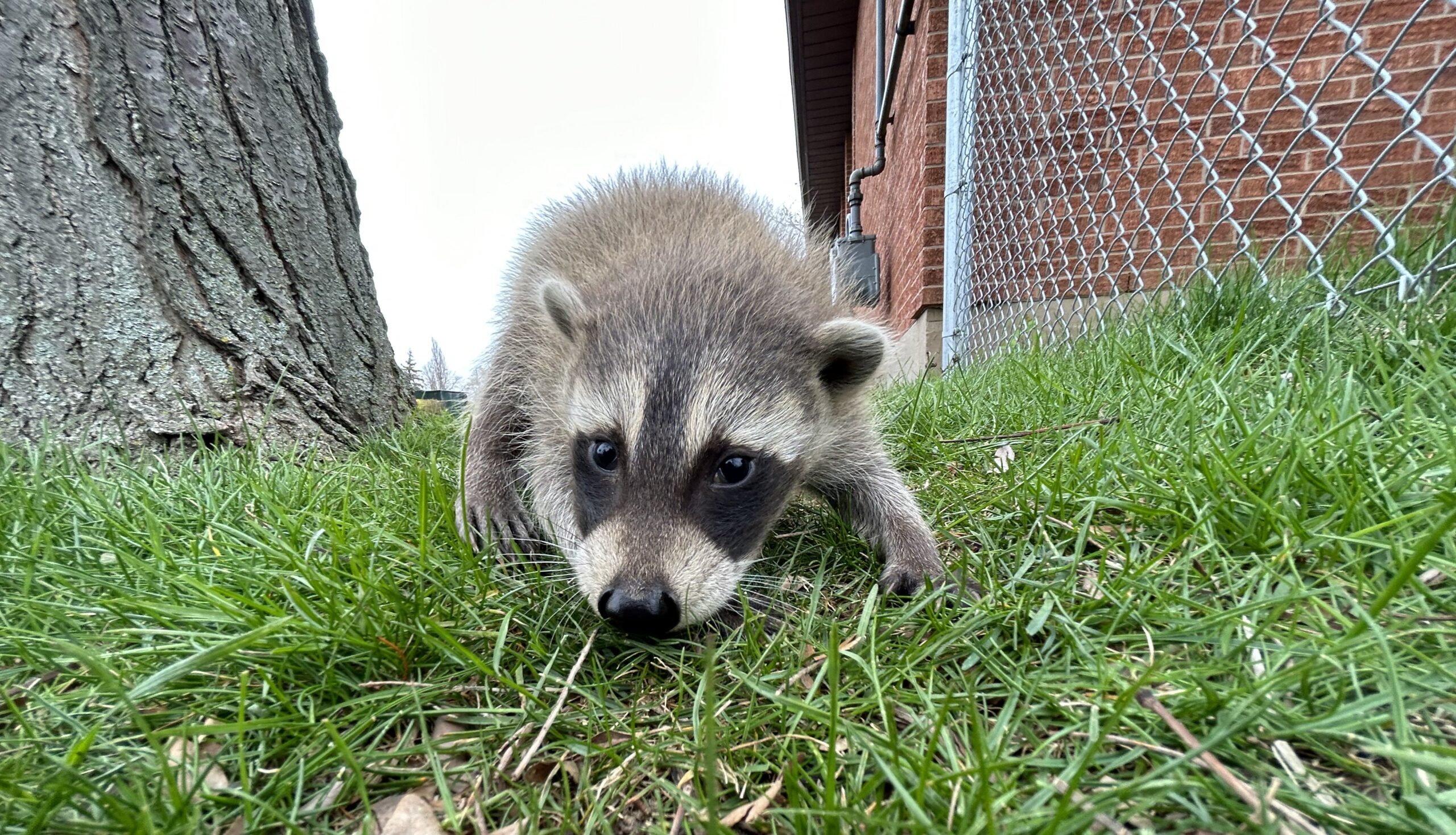 Raccoon Removal Howard County