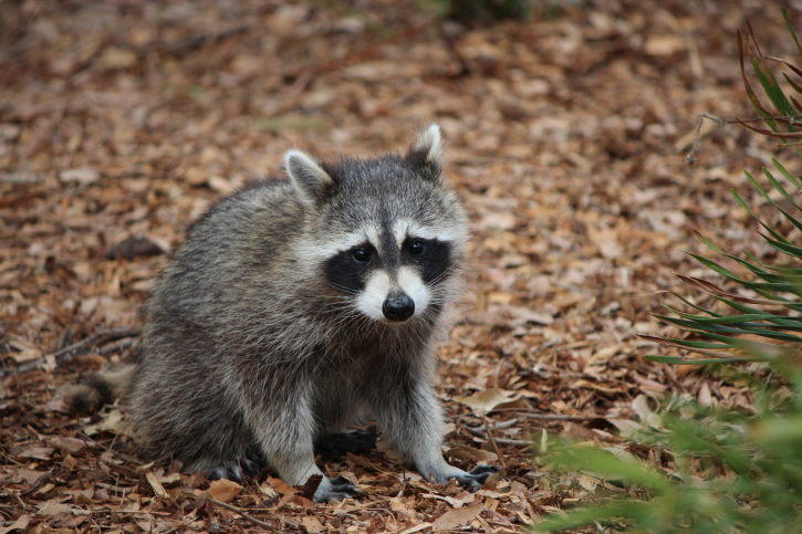 Raccoon Removal Mableton