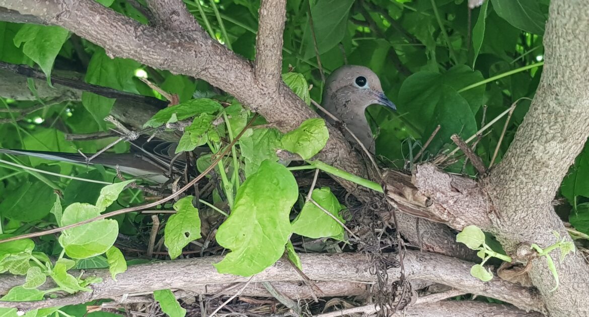 Bird Removal Marietta