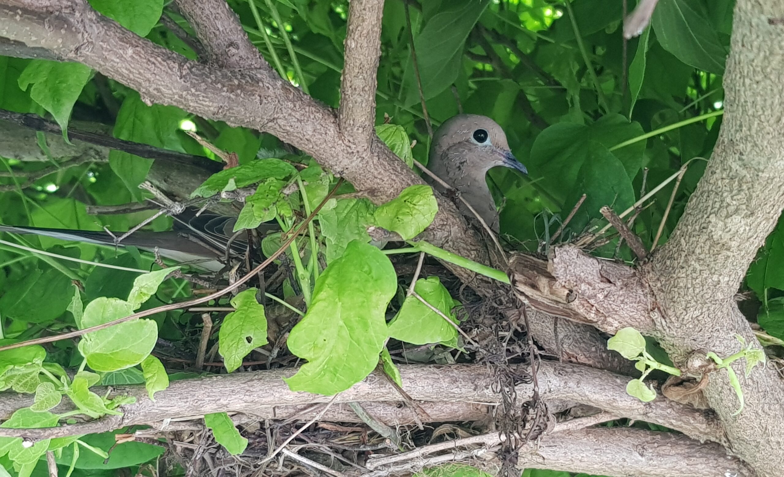 Bird Removal Marietta