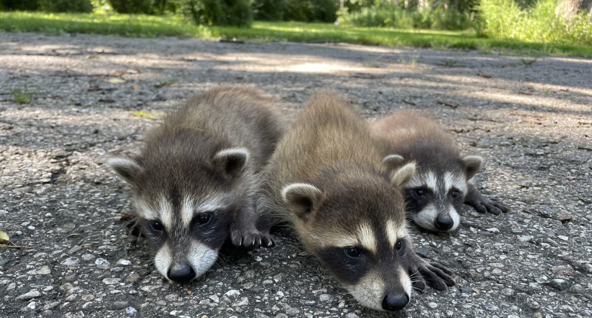 Raccoon Removal Marietta