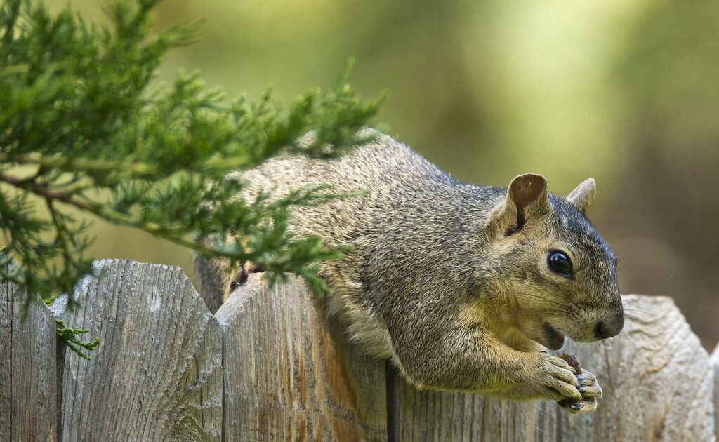 Squirrel Removal Milwaukee