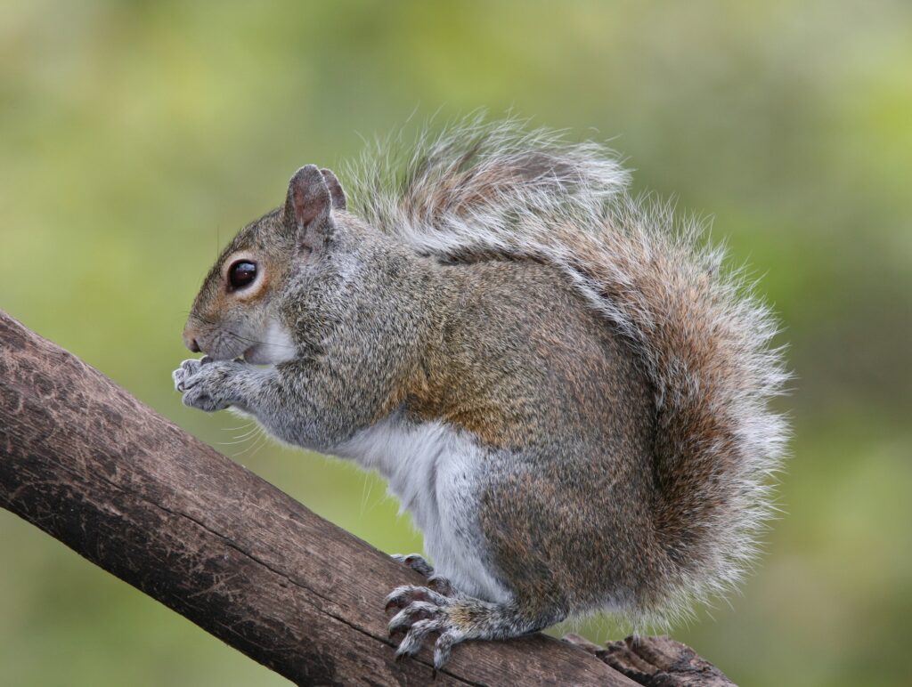 Squirrel Removal Milwaukee