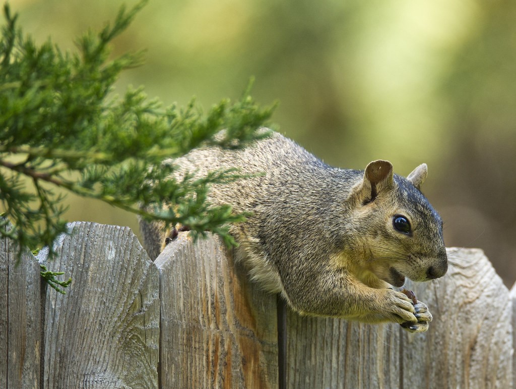 Squirrel Removal Milwaukee