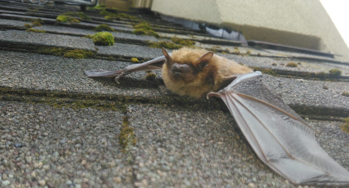 Bat Removal Minneapolis