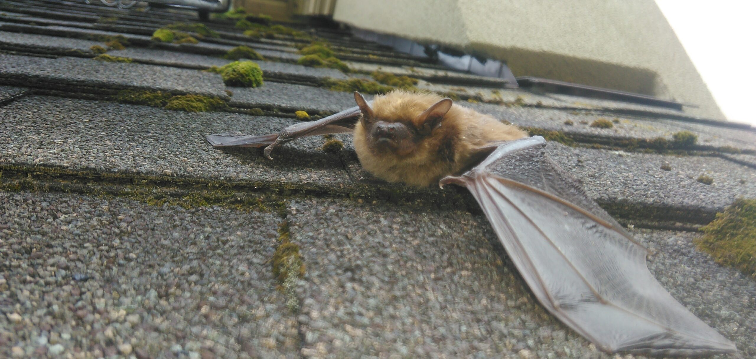 Bat Removal Minneapolis