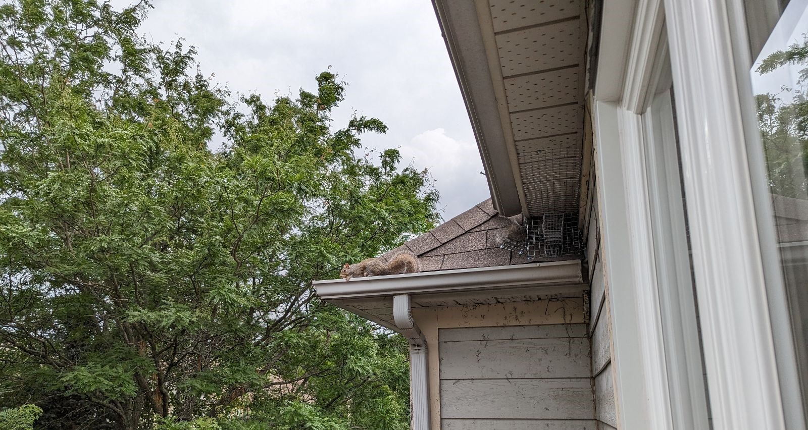 Squirrel Control Minneapolis