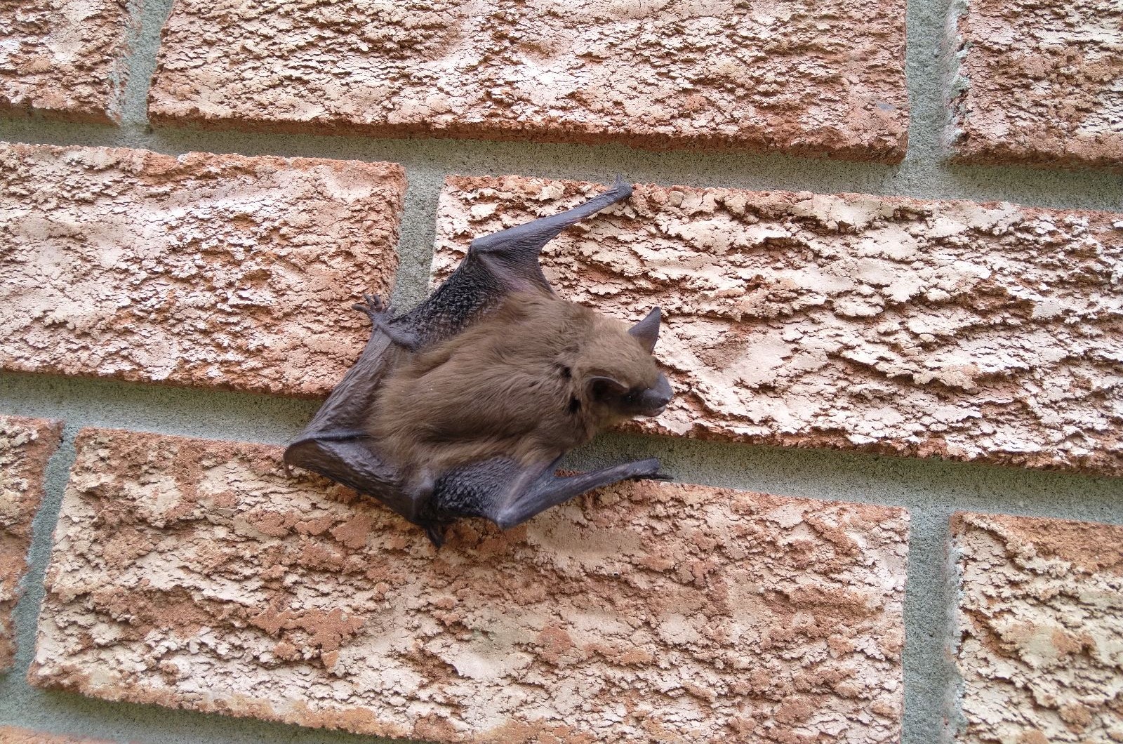 Bat Control Minneapolis