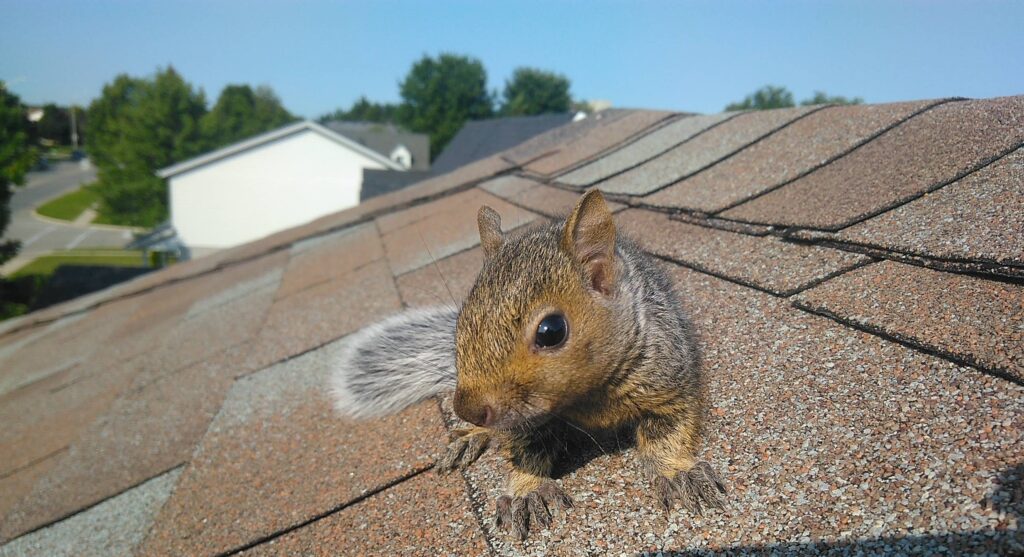 Squirrel Removal Oak Grove