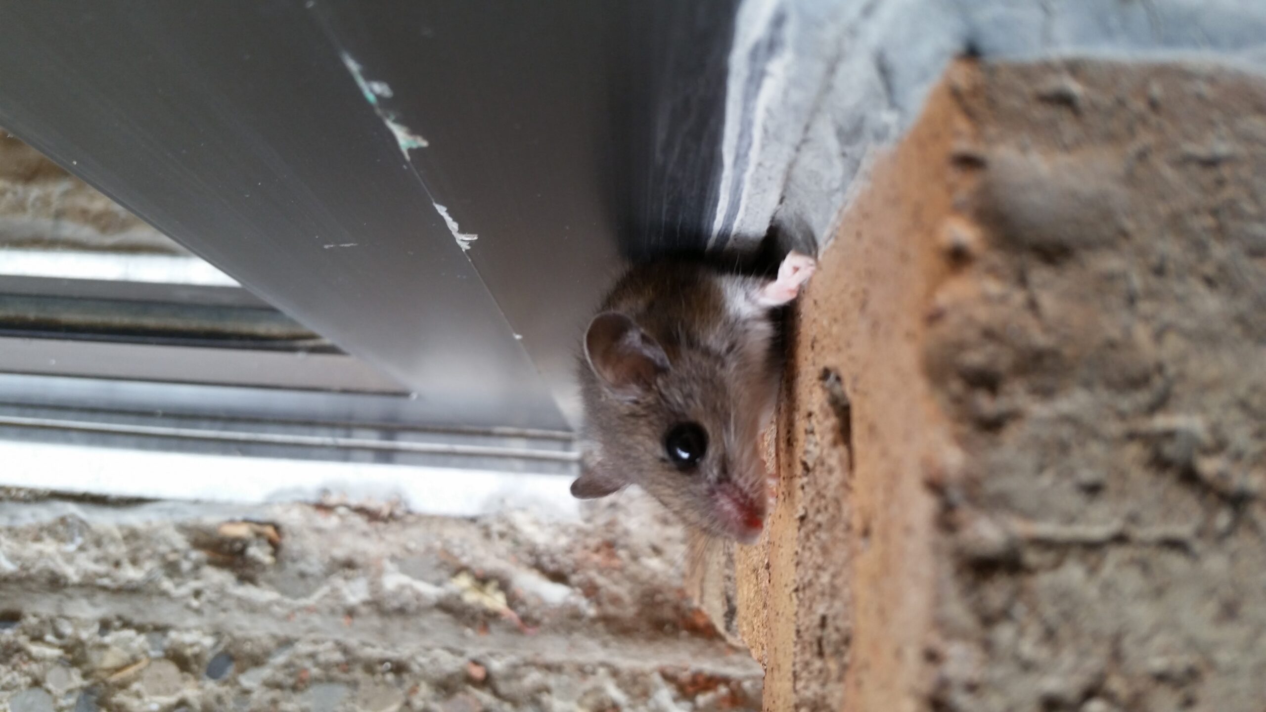 Mice Removal Pasadena