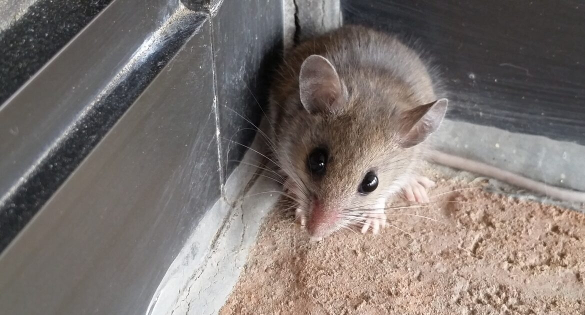 Mice Removal Peachtree Corners