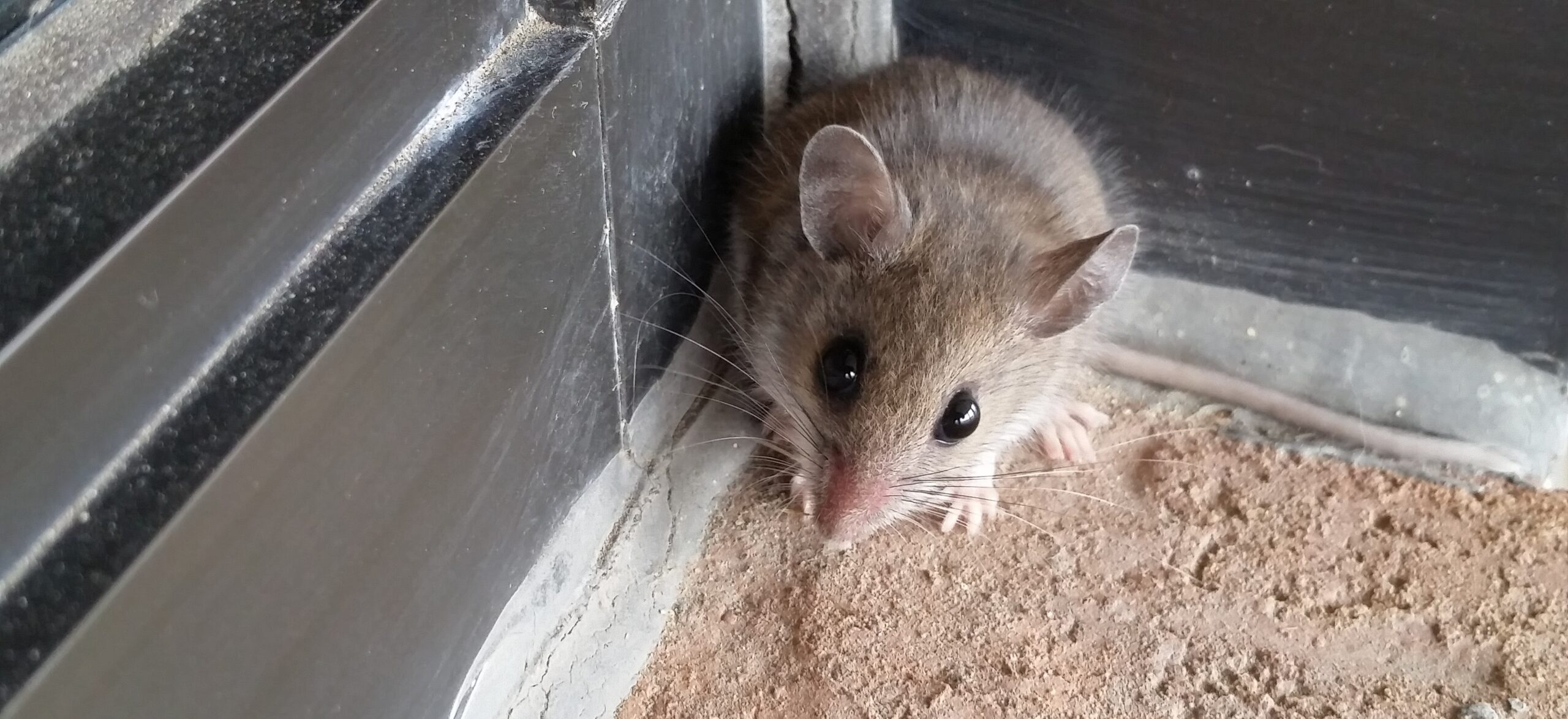 Mice Removal Peachtree Corners