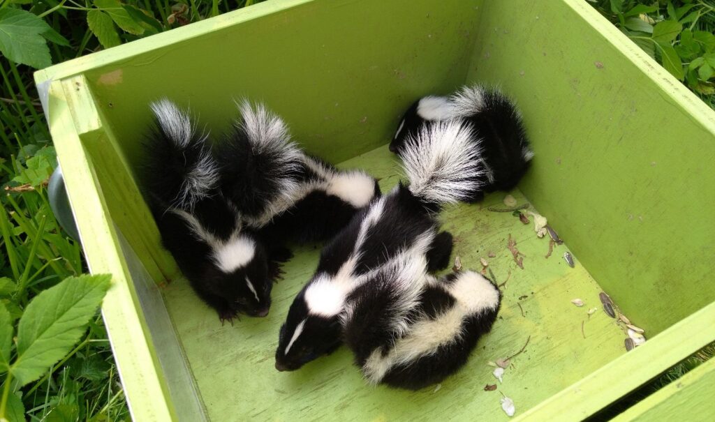 Skunk Removal Plymouth