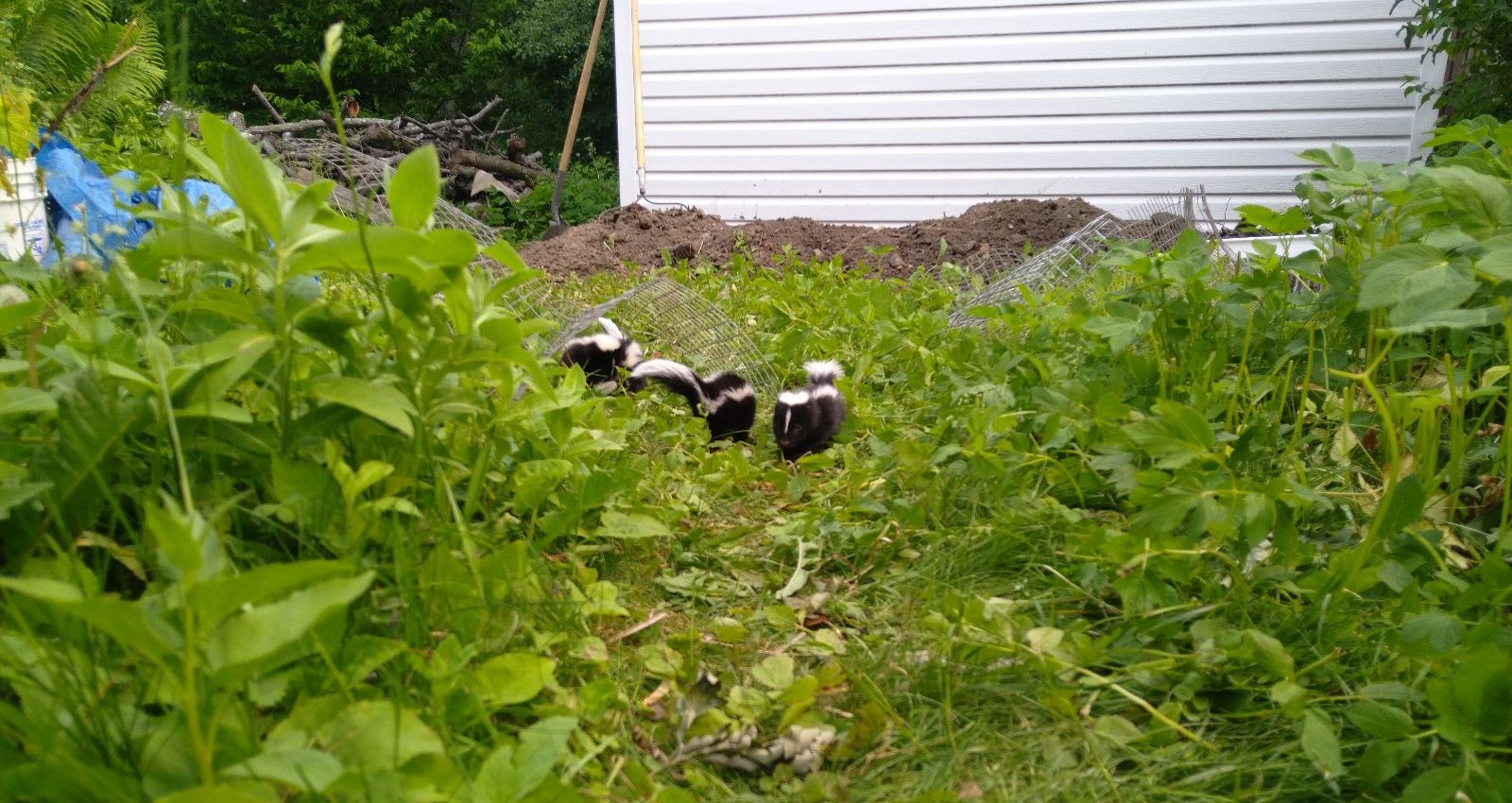 Skunk Removal Plymouth