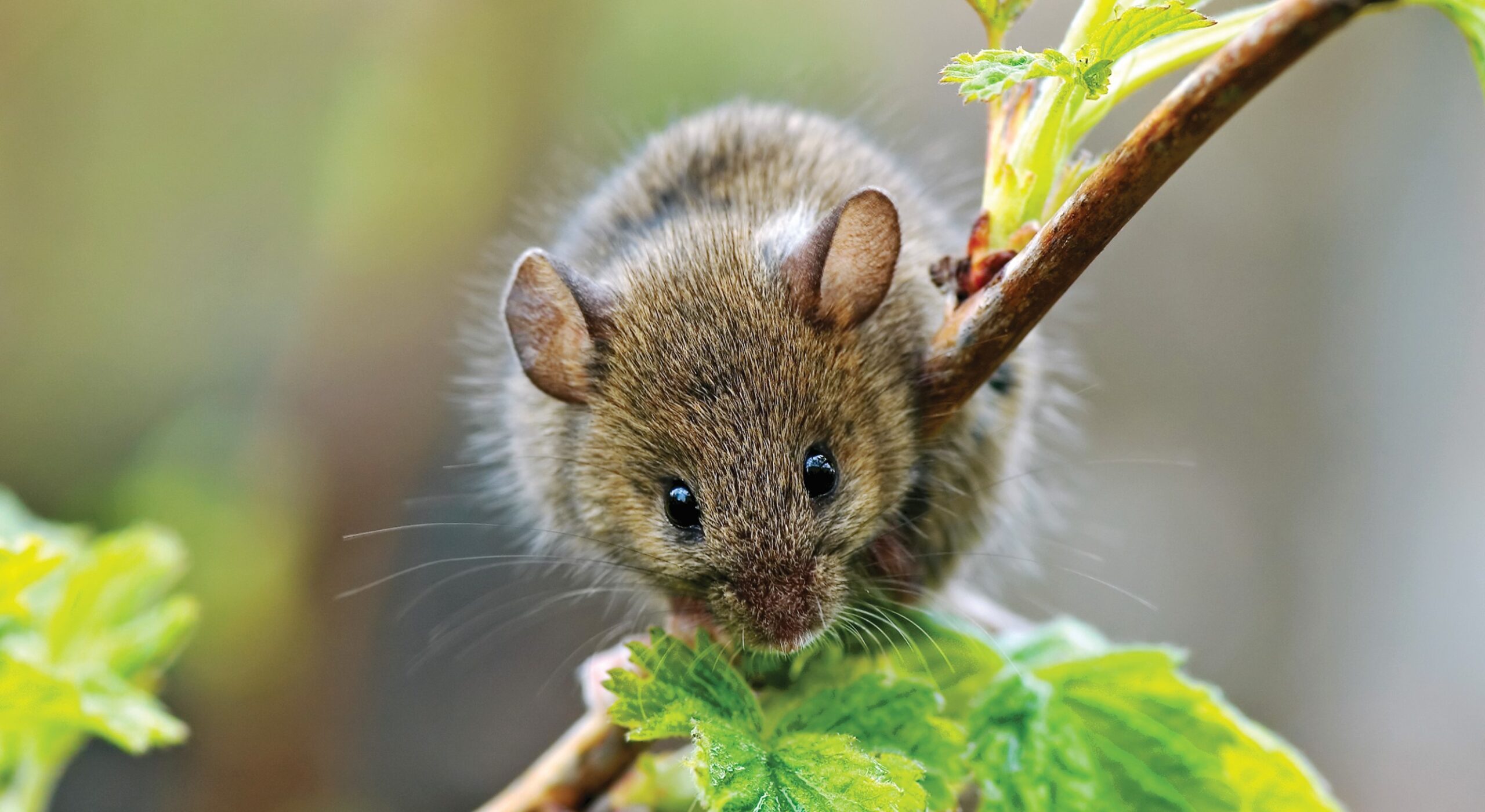 Mice Removal Severna Park