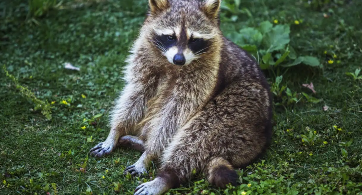 Raccoon Removal Toronto