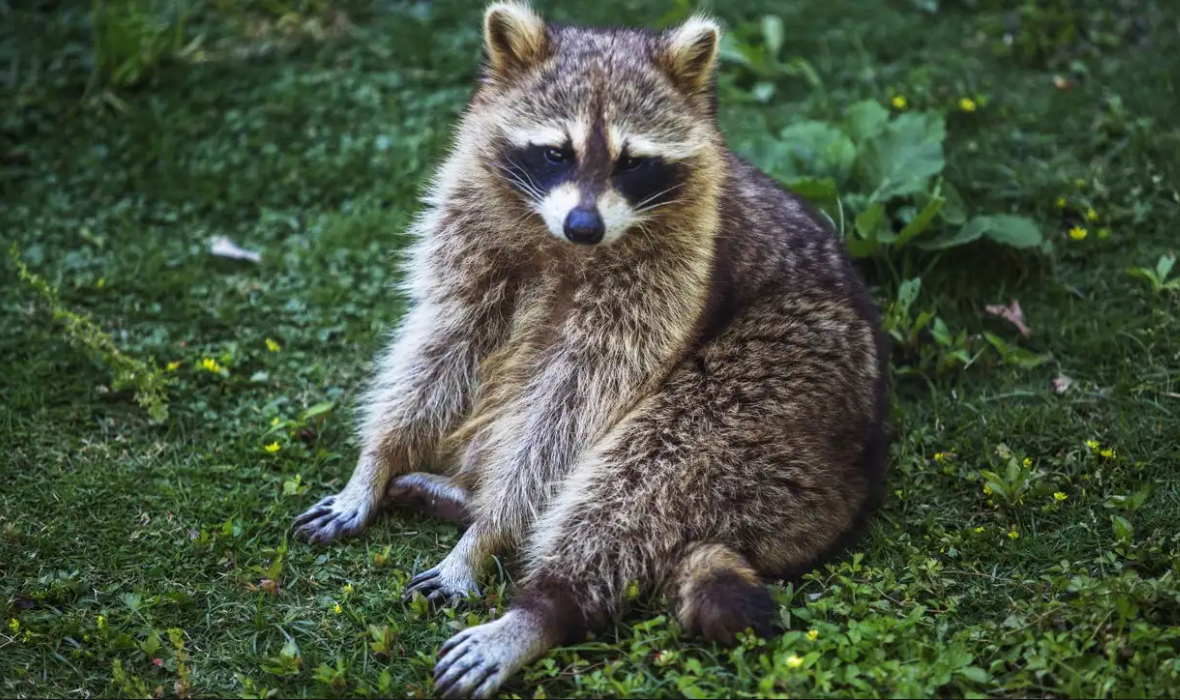 Raccoon Removal Toronto