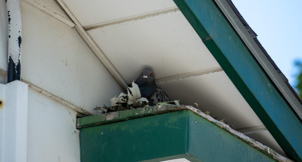 Bird Removal Toronto