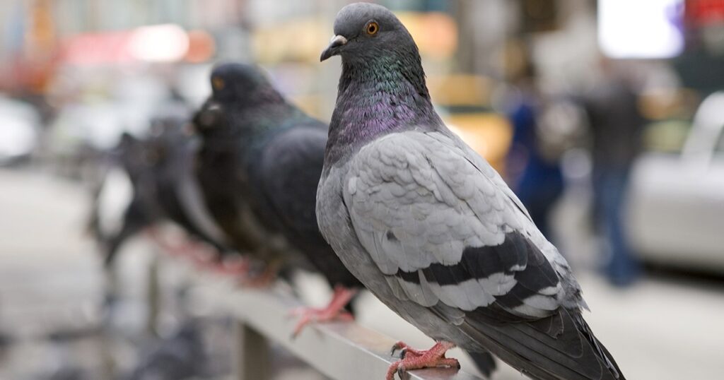 Bird Removal Toronto