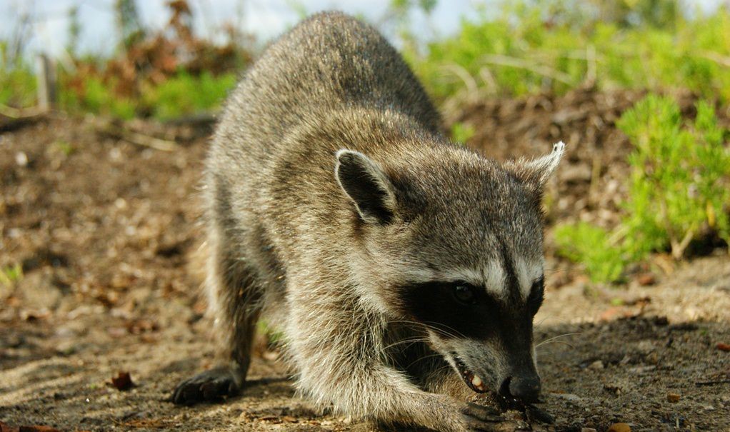 Raccoon Removal Toronto