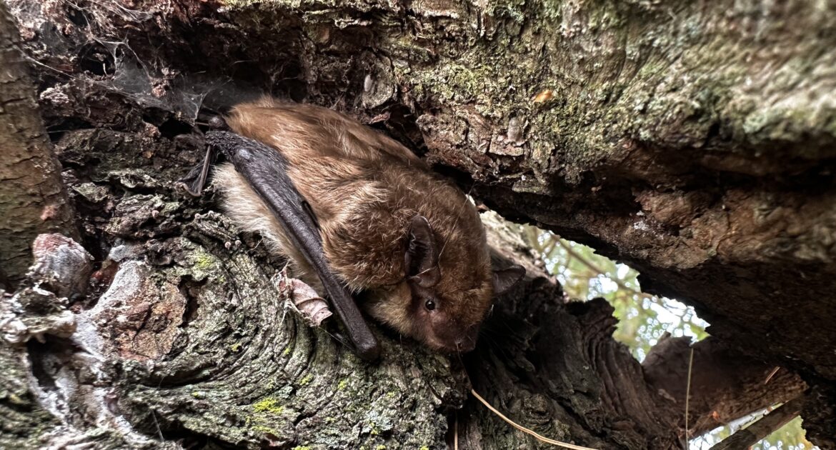 Bat Removal Baltimore